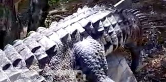 Cuerpo de cocodrilo que fue cazado en San Diego, Managua