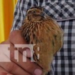 Encuentro con emprendedores en crianza de codornices en el país
