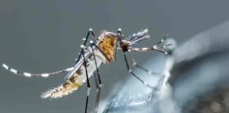 Desarrollan fármaco capaz de tratar variantes del virus del dengue