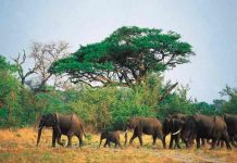 Un elefante mata a un presunto cazador furtivo en Sudáfrica