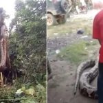 Hallan a la serpiente más grande del mundo y la 'extraen' con una grúa (VIDEO)