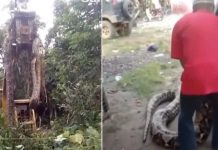 Hallan a la serpiente más grande del mundo y la 'extraen' con una grúa (VIDEO)
