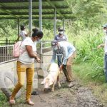 Cerdas reproductoras se entregan a familias de La Trinidad, Estelí Cerdas reproductoras para familias en Estelí