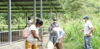 Cerdas reproductoras para familias en Estelí