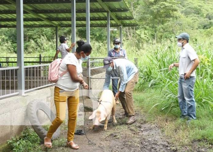 Cerdas reproductoras para familias en Estelí