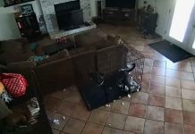 Escalofriante: Captan a un fantasma que le quitó el collar a un perro
