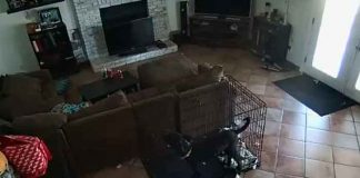 Escalofriante: Captan a un fantasma que le quitó el collar a un perro