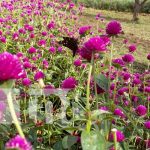 Flores de Catarina están vistosas en esta temporada