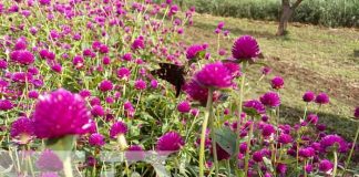 Flores de Catarina están vistosas en esta temporada