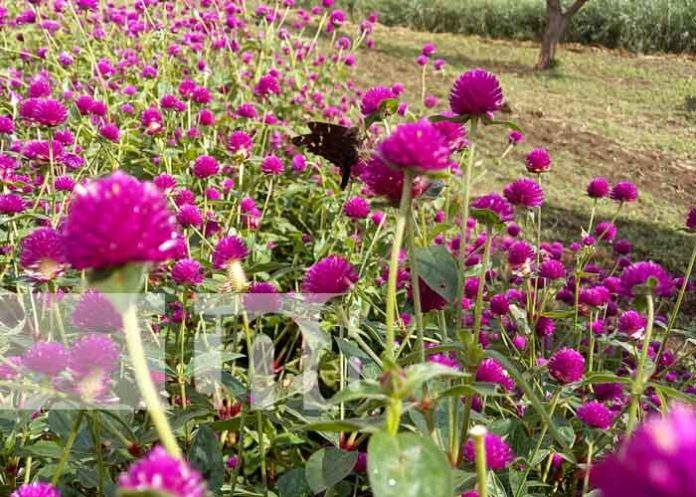 Flores de Catarina están vistosas en esta temporada