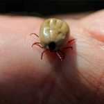 Este nuevo virus transmitido por garrapatas puede enfermar a los humanos
