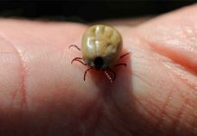 Este nuevo virus transmitido por garrapatas puede enfermar a los humanos