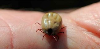 Este nuevo virus transmitido por garrapatas puede enfermar a los humanos