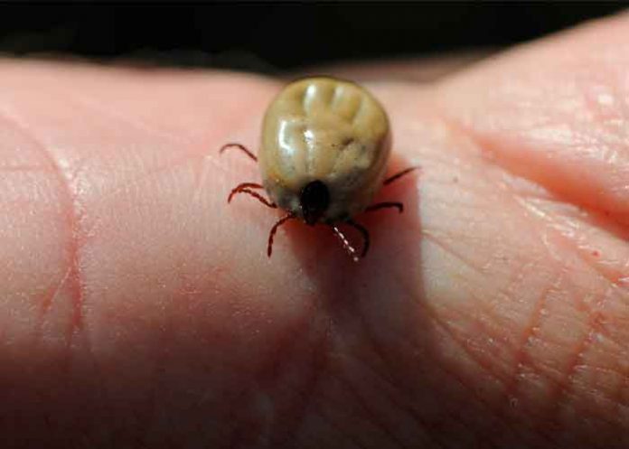 Este nuevo virus transmitido por garrapatas puede enfermar a los humanos