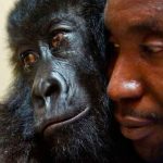 Ndakasi, la famosa gorila huérfana muere en los brazos de su cuidador Ndakasi, la famosa gorila huérfana muere en los brazos de su cuidador