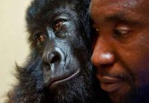 Ndakasi, la famosa gorila huérfana muere en los brazos de su cuidador Ndakasi, la famosa gorila huérfana muere en los brazos de su cuidador