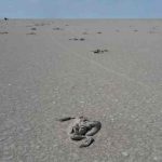 El segundo lago más grande de Turquía se seca por el cambio climático El segundo lago más grande de Turquía se seca por el cambio climático