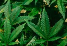 Debate en Alemania sobre la legalización controlada del cannabis Debates en alemania sobre la legalización del cannabis