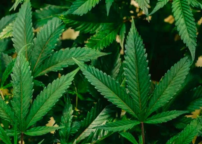 Debates en alemania sobre la legalización del cannabis