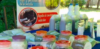 Congreso para exponer las ventajas del marango para la seguridad alimentaria