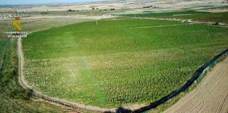 Desmantelan en Toledo, España la mayor plantación de marihuana