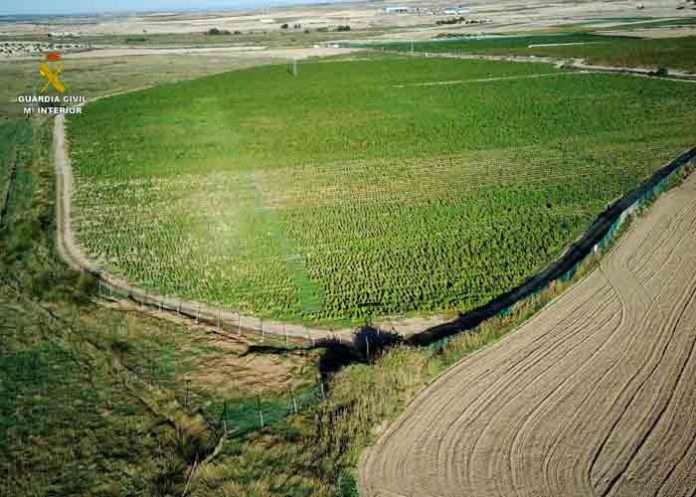 Desmantelan en Toledo, España la mayor plantación de marihuana
