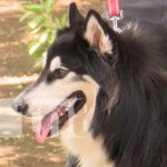 Anuncian Feria de Mascotas para el 17 de octubre en el Parque Japonés Próxima feria de mascotas en el Parque Japonés de Managua