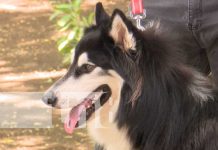 Anuncian Feria de Mascotas para el 17 de octubre en el Parque Japonés Próxima feria de mascotas en el Parque Japonés de Managua