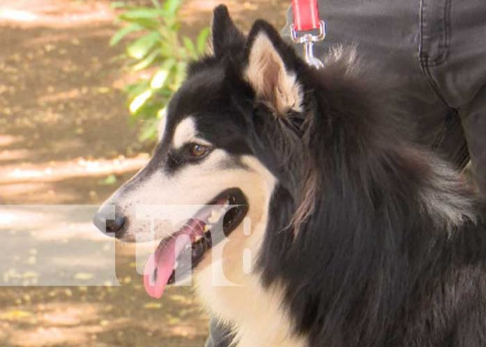 Próxima feria de mascotas en el Parque Japonés de Managua