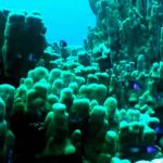 ¡Increíble! Capturan extraña criatura marina que parece 'de otro planeta'