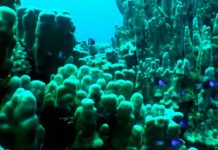¡Increíble! Capturan extraña criatura marina que parece ‘de otro planeta’ ¡Increíble! Capturan extraña criatura marina que parece 'de otro planeta'