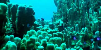 ¡Increíble! Capturan extraña criatura marina que parece 'de otro planeta'