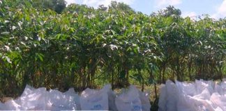 INTA presenta variedad de yucas a productores de Nicaragua