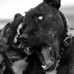 Niña de 16 meses muere tras ser atacada por los perros pitbull de su tío