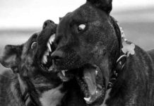 Niña de 16 meses muere tras ser atacada por los perros pitbull de su tío Niña de 16 meses muere tras ser atacada por los perros pitbull de su tío