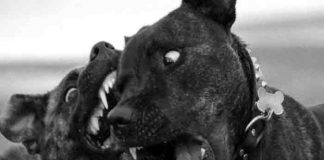 Niña de 16 meses muere tras ser atacada por los perros pitbull de su tío