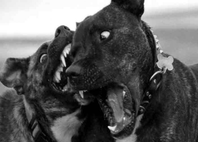 perros-nina- Niña de 16 meses muere tras ser atacada por los perros pitbull de su tío