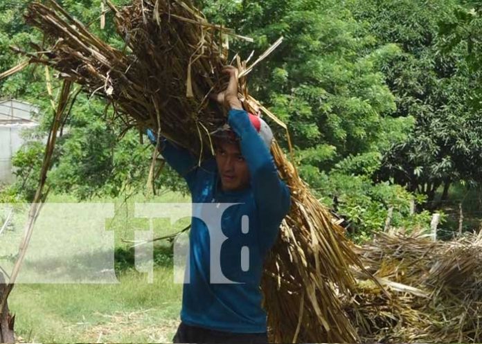 produccion-madriz-03 Imagénes de productores