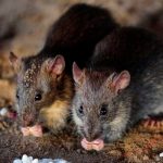 Enfermedad relacionada con las ratas se sufre en Nueva York Nueva York sufre un brote de ratasNueva York sufre un brote de ratas