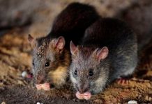 Enfermedad relacionada con las ratas se sufre en Nueva York Nueva York sufre un brote de ratasNueva York sufre un brote de ratas
