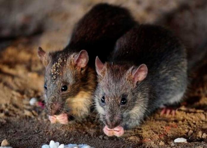 Nueva York sufre un brote de ratasNueva York sufre un brote de ratas
