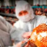 Detectan nuevo caso de gripe aviar en humanos