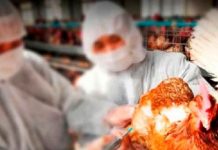 Detectan nuevo caso de gripe aviar en humanos