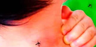 Encefalitis Equina del Este, ¿nuevo virus mortal a la vista?