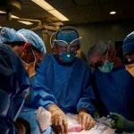 ¡Un éxito! Logran trasplantar un riñón de cerdo a un humano por primera vez ¡Un éxito! Logran trasplantar un riñón de cerdo a un humano por primera vez