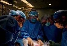 ¡Un éxito! Logran trasplantar un riñón de cerdo a un humano por primera vez ¡Un éxito! Logran trasplantar un riñón de cerdo a un humano por primera vez