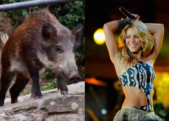 Shakira y su hijo fueron atacados por jabalíes en Barcelona