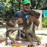 ¡Rareza en el país! Nace ternera de dos cabezas en Chontales Extraña ternera de dos cabezas que nació en Chontales