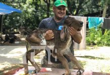 Extraña ternera de dos cabezas que nació en Chontales