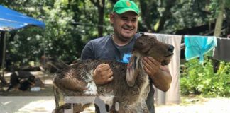 Extraña ternera de dos cabezas que nació en Chontales